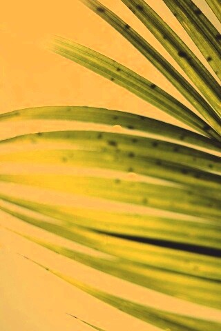 Солнце просвечивает сквозь пальмовый лист обои