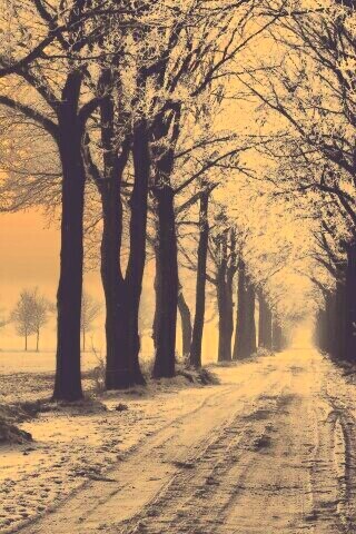 Морозное утро обои