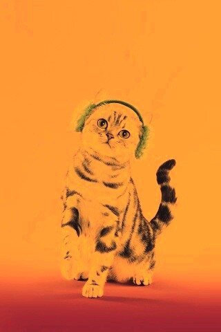 Кот в зеленых наушниках обои