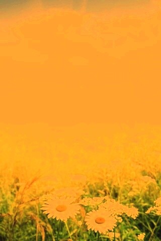 Поле ромашек обои