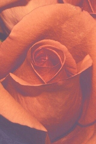 Бутон розы обои