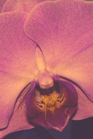 Фиолетовая орхидея обои