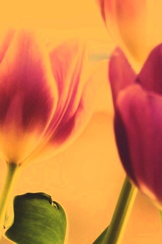 Тюльпаны обои