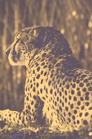 Гепард обои