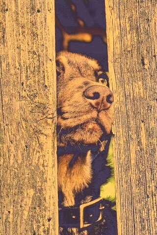 Собака выглядывает из-за забора обои