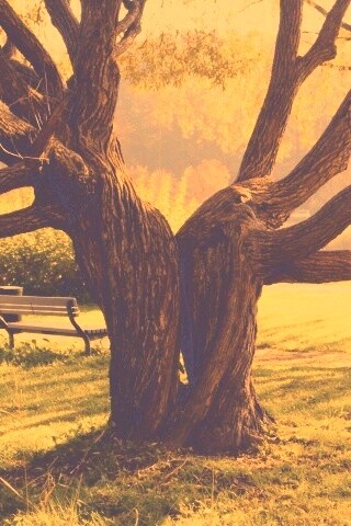 Старые сросшиеся деревья обои