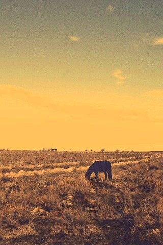 Лошадь пасётся обои