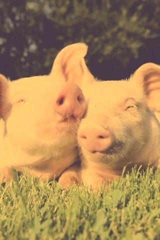 Два поросёнка обои