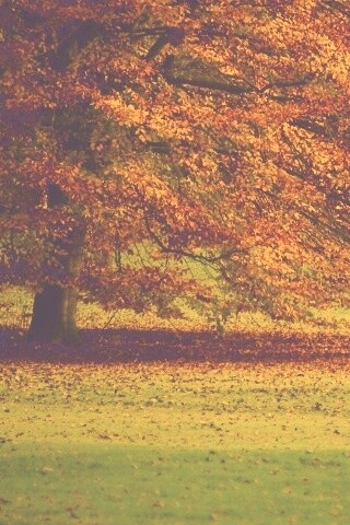 Пожелтевшее дерево с облетающей листвой обои