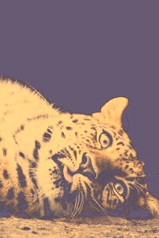 Большая пятнистая кошечка обои