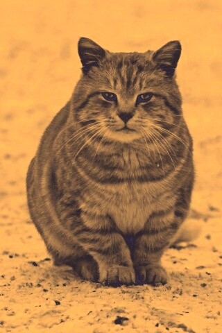 Тяжелый взгляд котэ обои