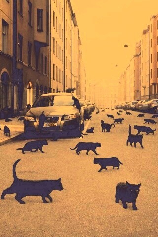 Город кошек обои