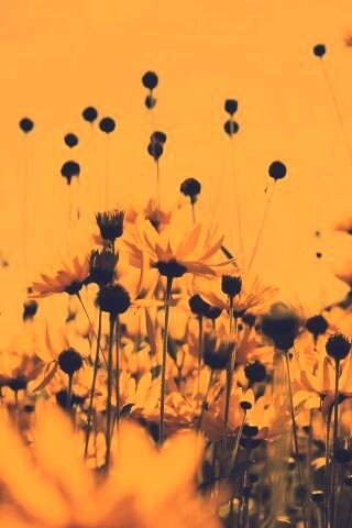 Полевые цветы летом обои