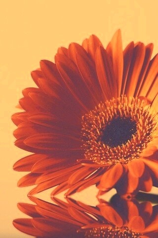 Гербер на стекле обои