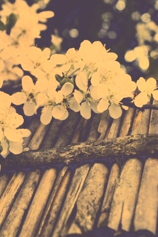 Веточка цветущей вишни обои