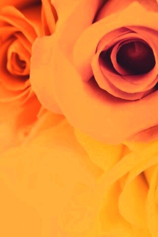 Букет разноцветных роз обои