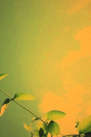 Веточки на фоне неба обои