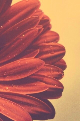 Красная гербера обои