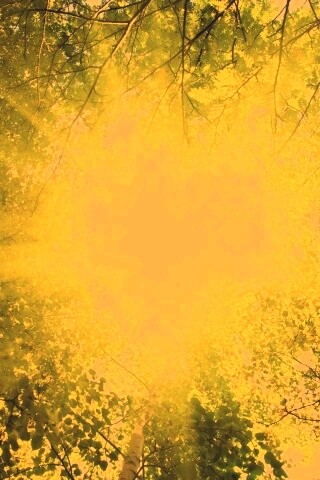 Яркий зеленоватый свет пробивающийся сквозь листву обои