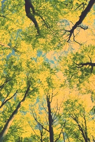 Кроны деревьев обои