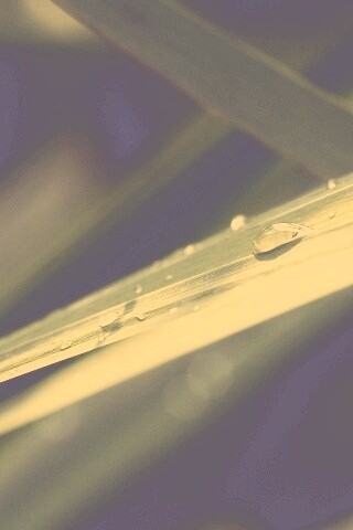 Капли росы на листе обои