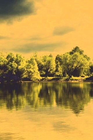 Деревья на берегу озера обои