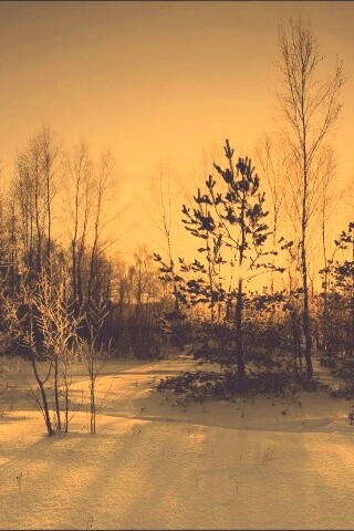 Зимний лес обои