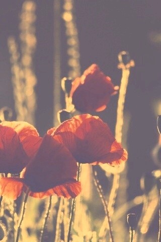 Макро фото мака обои