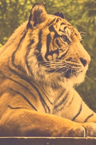Тигр обои