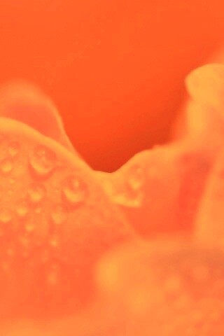 Нежность лепестков обои