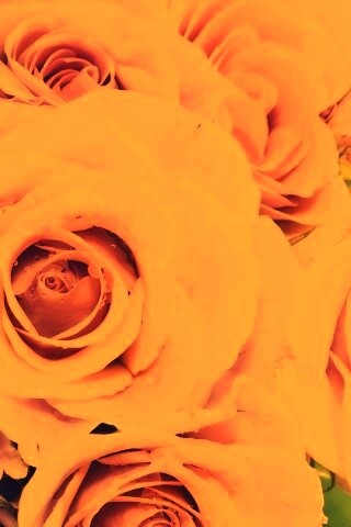 Букет розовых роз обои