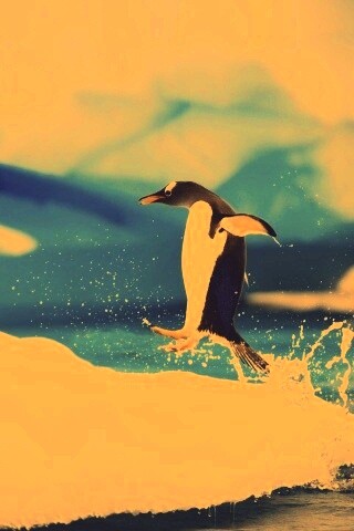 Пигвин запрыгивает на льдину обои