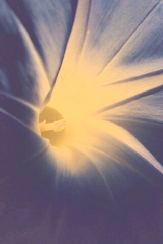 Нежный голубой цветок обои