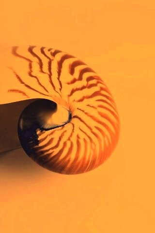 Ракушка в полоску обои