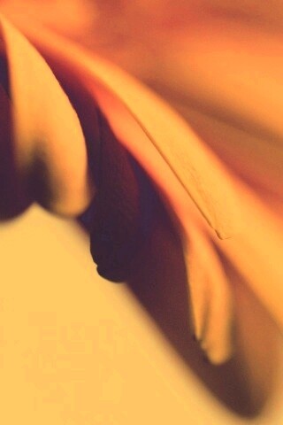 Лепестки цветка в макро обои