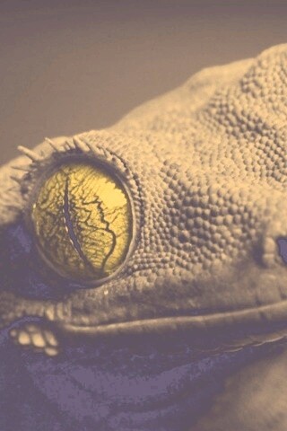 Ящерка обои