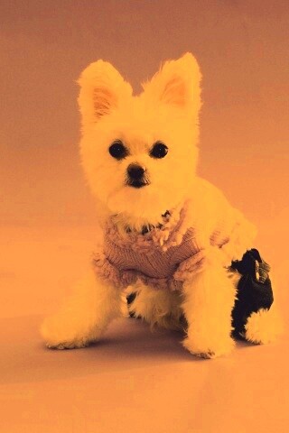 Собачка в свитере обои