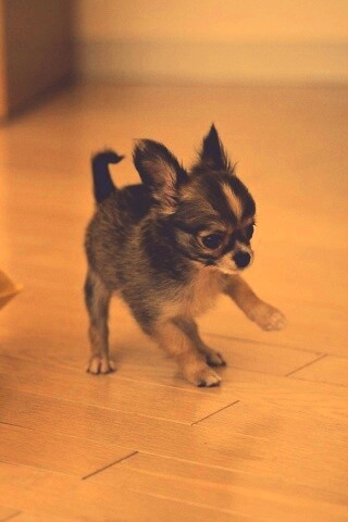 Щёнок той терьера обои