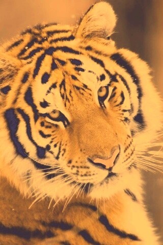 Тигр оборачивается обои