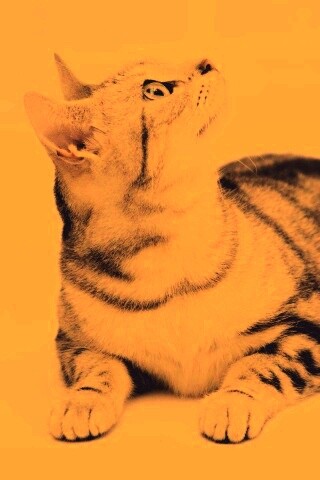 Котэ смотрит наверх обои