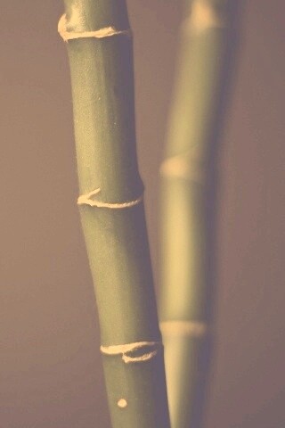 Макро фото стебля бамбука обои