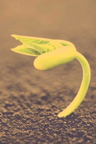 Макро фото зелёного росточка обои