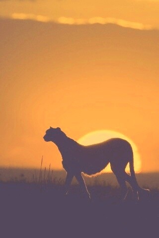 Гепард на закате обои