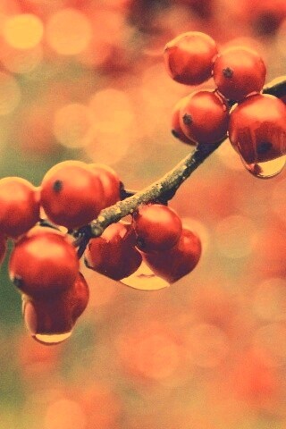 Капли росы на ягодах рябины обои