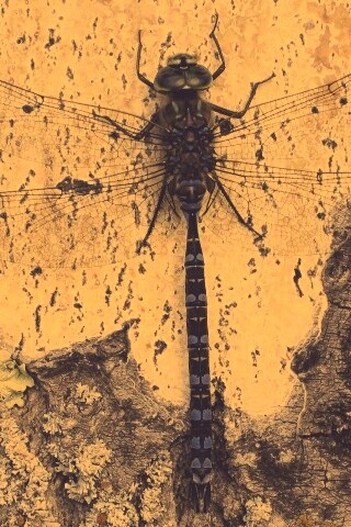 Стрекоза на дереве обои