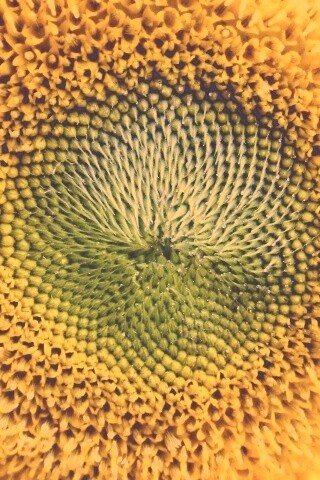 Недозревший подсолнух обои