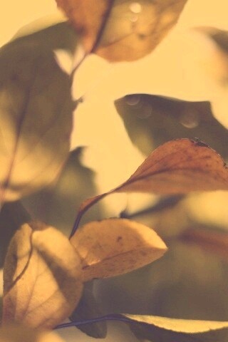 Увядающие листья обои