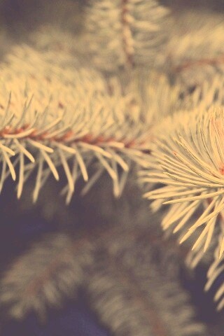 Ветки голубой ели обои