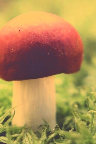Грибок с красной шапкой обои