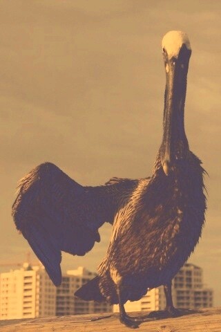 Привет, пеликан! обои